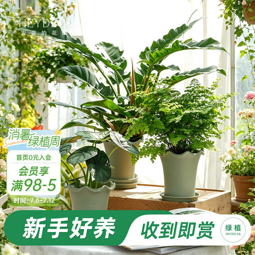 海蒂的花园绿植成品套盆桌面盆栽