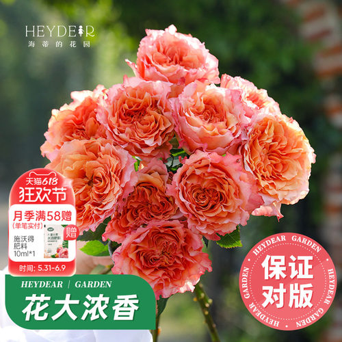 自产月季花苗7天保活包对版