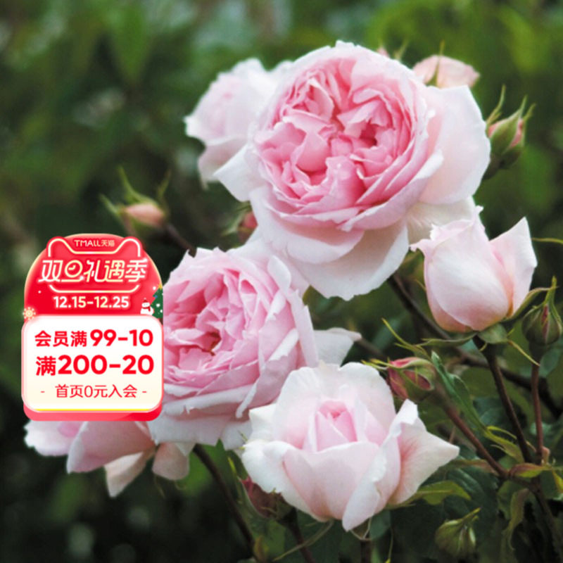 海蒂的花园威基伍德浓香月季欧月阳台庭院好养木本花卉植物盆栽苗