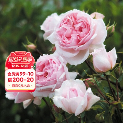 海蒂的花园月季威基伍德抗病浓香