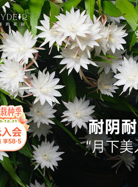 海蒂的花园旗舰店小叶昙花盆栽苗鱼骨令箭阳台庭院耐阴植物花卉