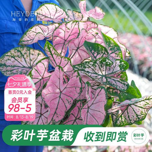 海蒂的花园彩叶芋盆栽苗