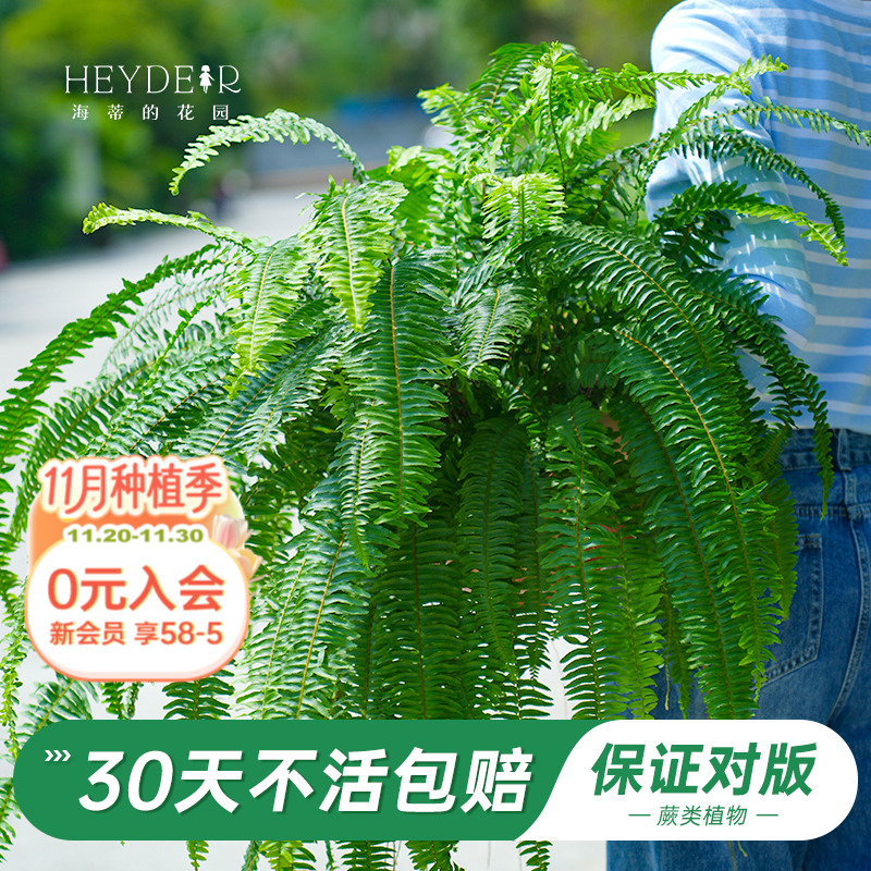 海妈家绿植盆栽办公室桌面植物