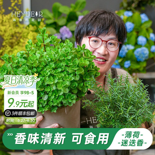 牛排用迷迭香盆栽可食用薄荷苗