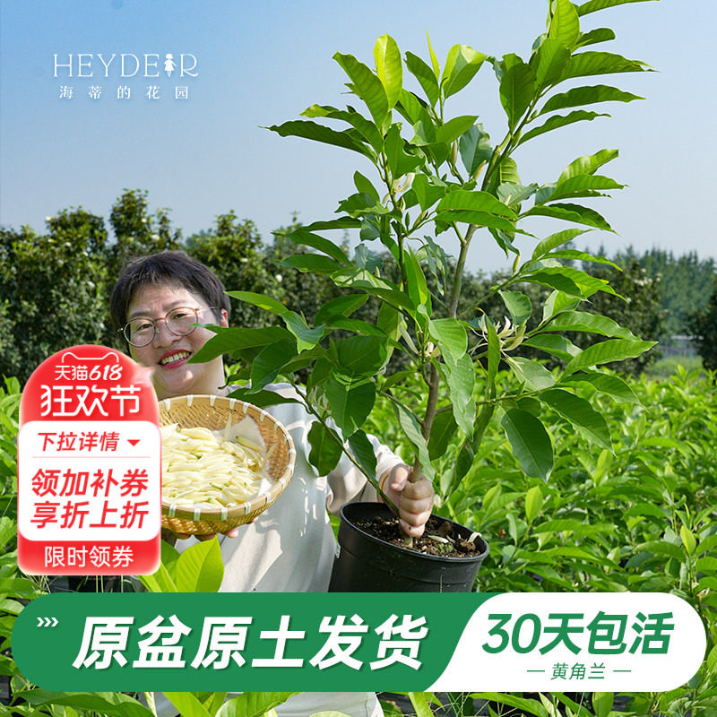 海蒂的花园官方旗舰店黄角兰树苗四川当年开花白兰盆栽耐热花卉