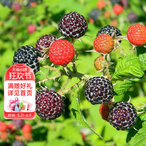 树莓果苗家庭种植可食用