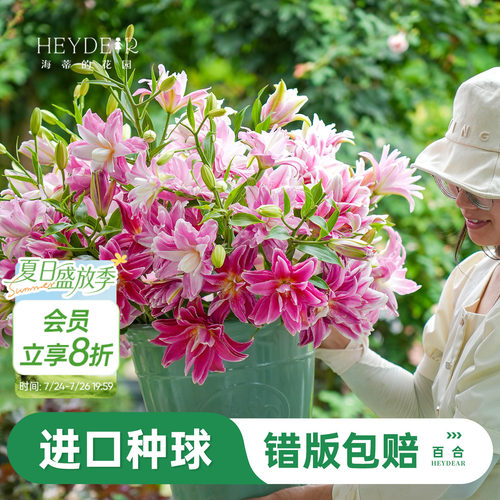 进口百合种球易养易开花