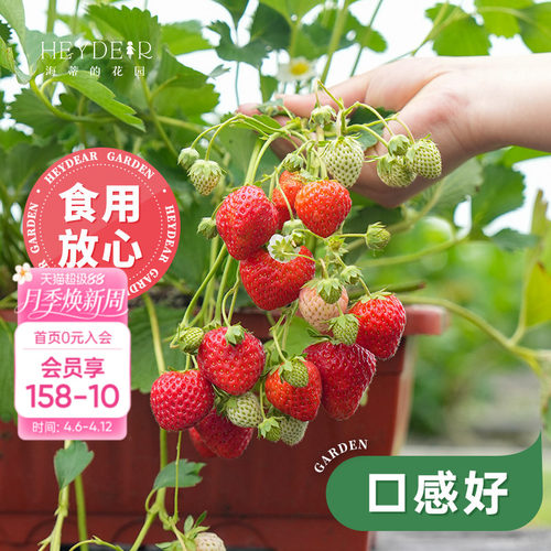 基地自产草莓苗安全可口