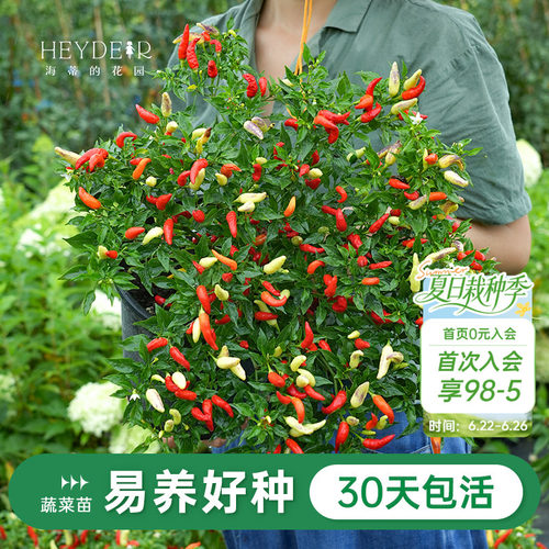 水果黄瓜辣椒家庭阳台种植盆栽苗