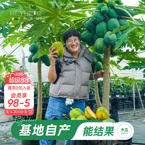 海蒂的花园旗舰店木瓜盆栽苗树苗南方种植庭院盆栽地栽果树果苗