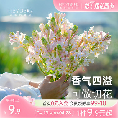 海蒂庭院晚香玉清香花卉