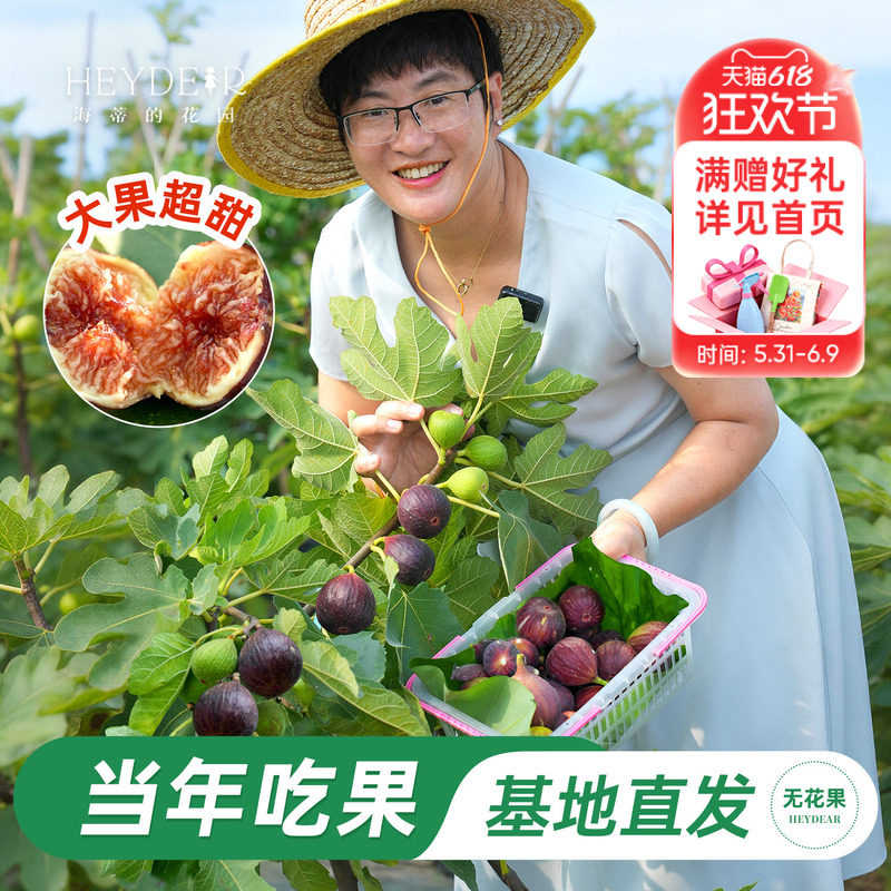 海蒂的花园无花果多年生果树庭院花园水果树苗盆栽苗