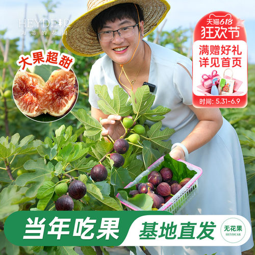 海蒂的花园无花果盆栽苗
