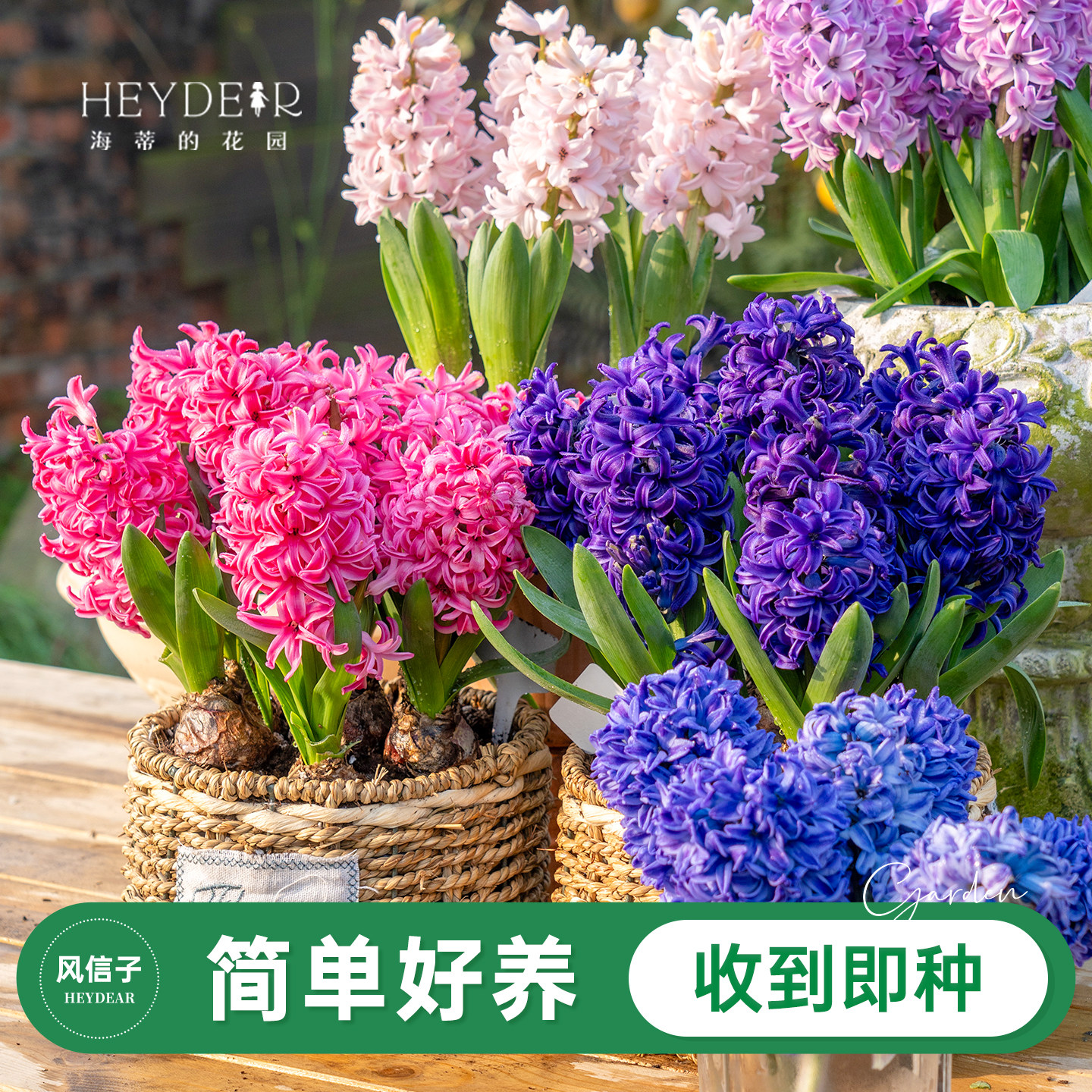 进口风信子60天开花图片