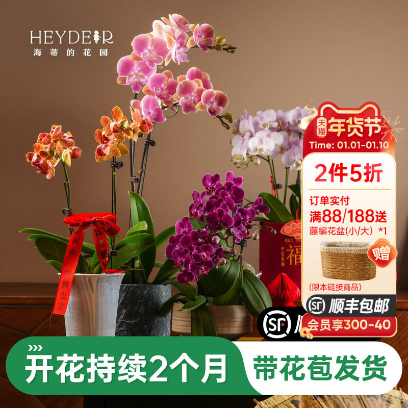海蒂的花园旗舰店蝴蝶兰带花盆栽花苗带花苞年宵花植物室内花,鲜花速递/花卉仿真/绿植园艺,国兰/杂交兰/洋兰类,淘宝优惠券,粉丝福利购,淘宝优惠卷