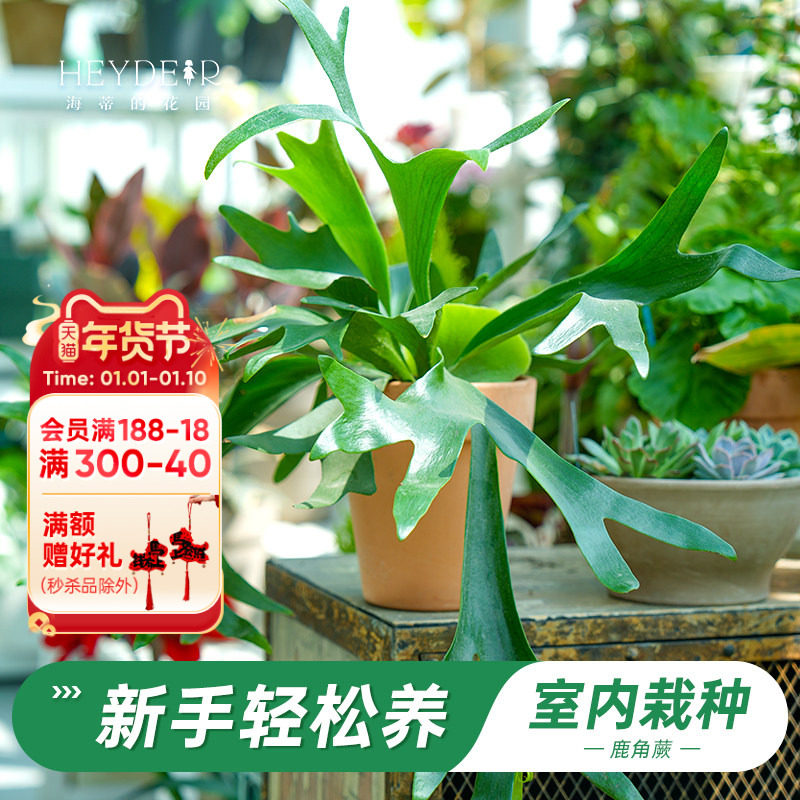 海蒂的花园旗舰店鹿角蕨绿植盆栽室内花卉植物客厅办公室桌面绿植