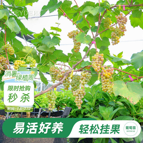 海蒂的花园葡萄苗包对版可结果