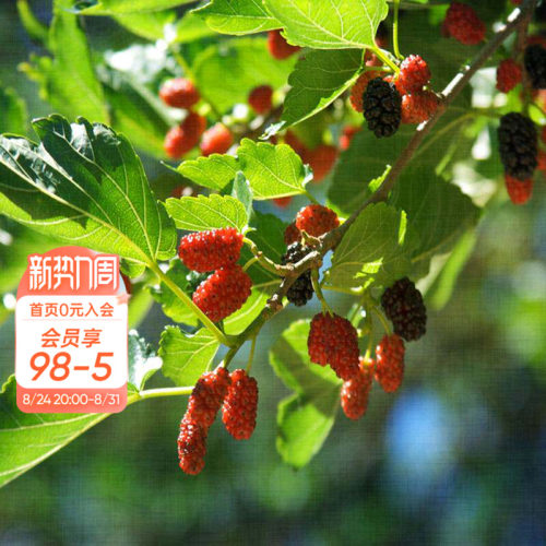 果桑桑葚水果树苗美味营养