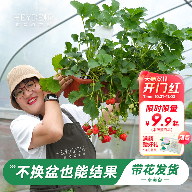 特大号草莓，不换盆就能结果