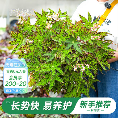 办公室绿植室内开花植物