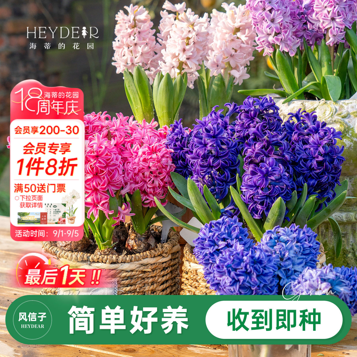 海蒂的花园旗舰店风信子种球球根阳台盆栽地栽水培花卉植物