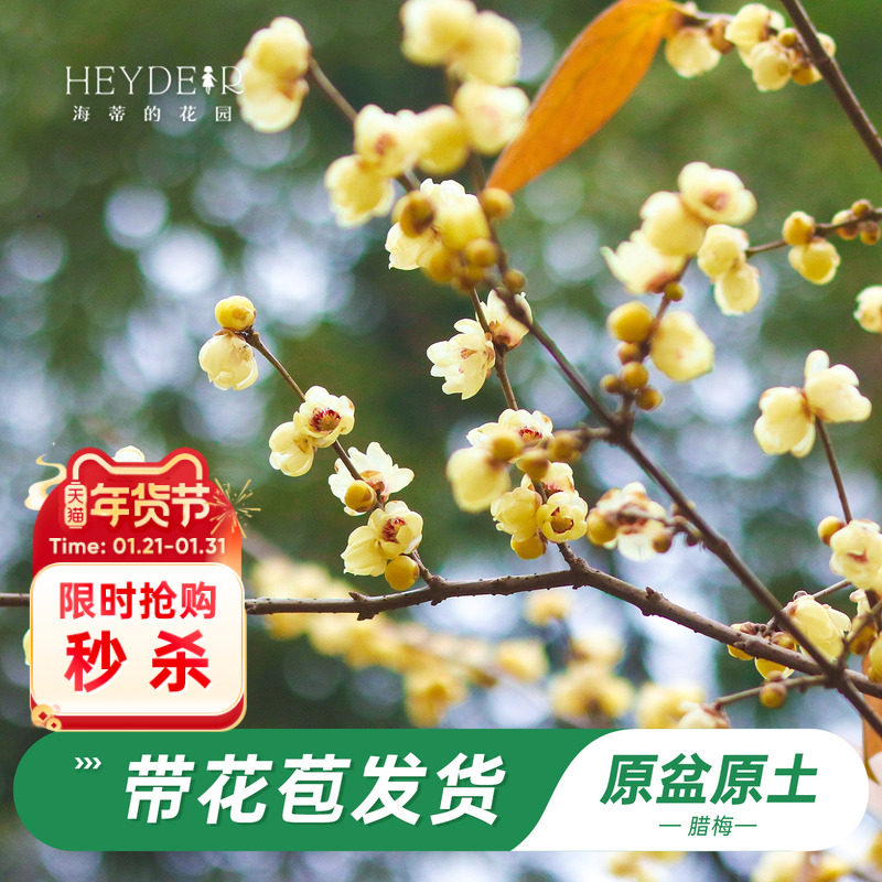 海蒂的花园旗舰店腊梅树苗带花苞地栽冬季耐寒花卉盆栽庭院植物,鲜花速递/花卉仿真/绿植园艺,观叶 /花灌木,淘宝优惠券,粉丝福利购,淘宝优惠卷