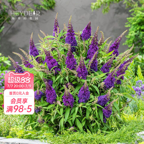 醉鱼草耐热多年生好养花期长