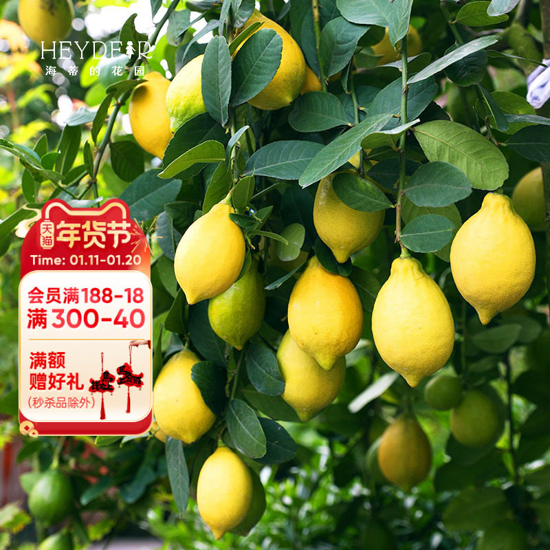 海蒂的花园旗舰店香水柠檬树树苗盆栽可食用果树果苗阳台橘子树,鲜花速递/花卉仿真/绿植园艺,果树,淘宝优惠券,粉丝福利购,淘宝优惠卷