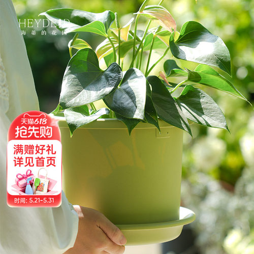 爱丽思月季绣球绿植花卉花盆托