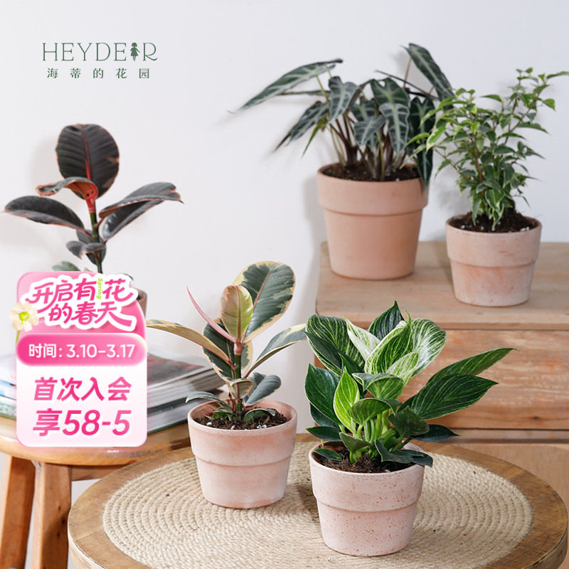 海蒂的花园旗舰店室内植物盆栽龟背竹铂金钻蔓绿绒桌面小绿植办公