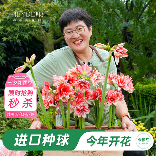 朱顶红进口种球包对版60天内开
