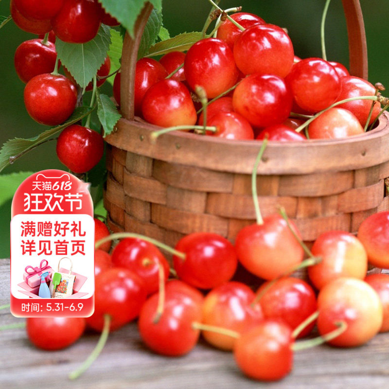 海蒂的花园官方旗舰店中国樱桃树苗水果树果花园楼顶栽种树苗