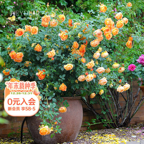 海蒂的花园夏洛特夫人阳台花卉