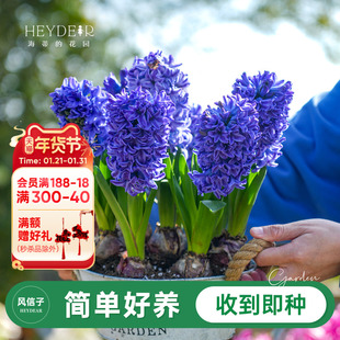 海蒂的花园旗舰店风信子球根阳台花园盆栽地栽花卉植物种球预售