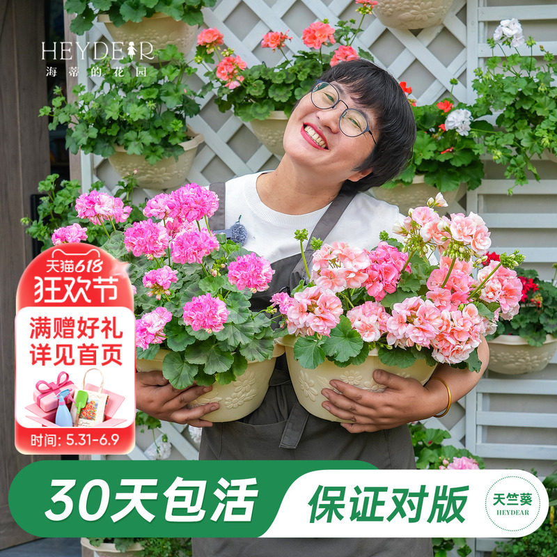海蒂的花园旗舰店天竺葵盆栽小苗阳台耐阴花卉绿植多季节开花植物