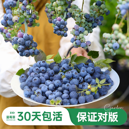 海妈家蓝莓苗原盆原土发货