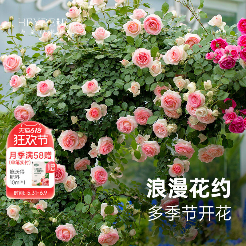 海蒂的花园旗舰店月季花苗玫瑰花卉盆栽爬藤植物粉色龙沙宝石大苗