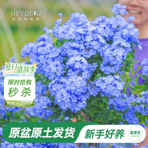 海蒂阳台蓝雪花海蒂的花园