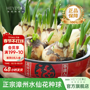 海蒂的花园旗舰店水仙种球漳州中国水仙花室内花卉水培植物年宵花