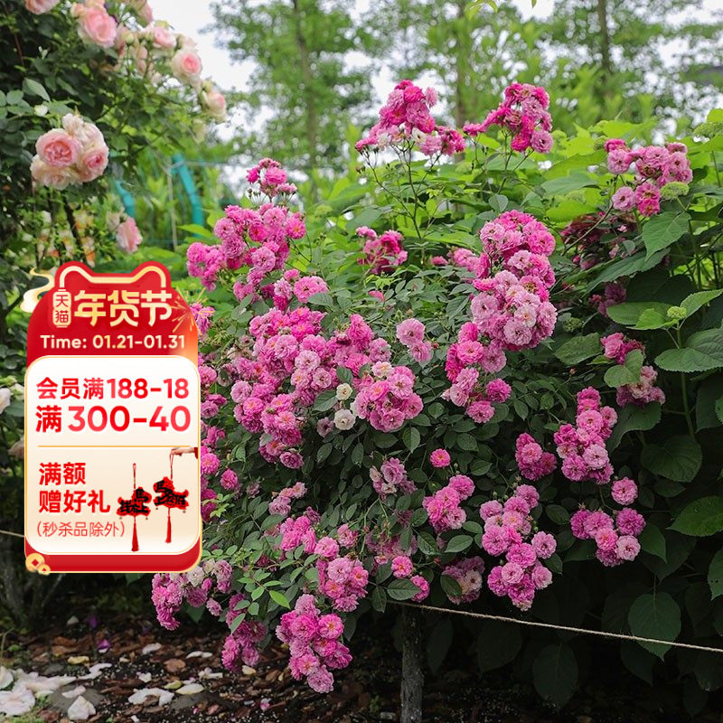 海蒂的花园 甜蜜马车微月浓香多头好养阳台庭院盆栽花卉植物花苗,鲜花速递/花卉仿真/绿植园艺,月季/蔷薇/玫瑰,淘宝优惠券,粉丝福利购,淘宝优惠卷