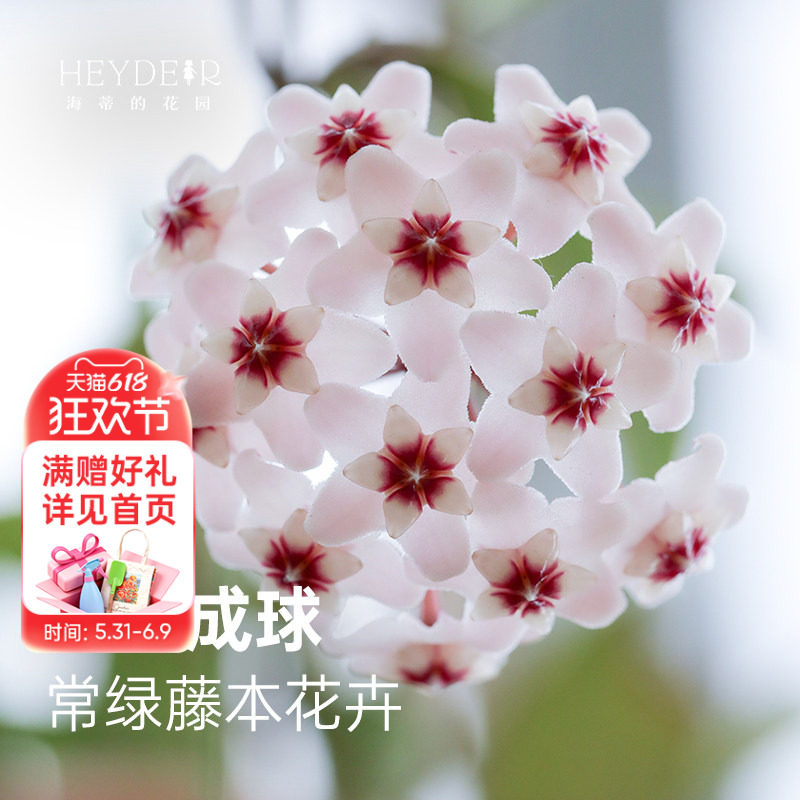 海蒂的花园球兰观叶观花植物花团锦簇阳台室内办公桌绿植盆栽苗