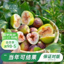 海蒂的花园旗舰店无花果树果苗家庭盆栽果树好养易结果可食用树苗