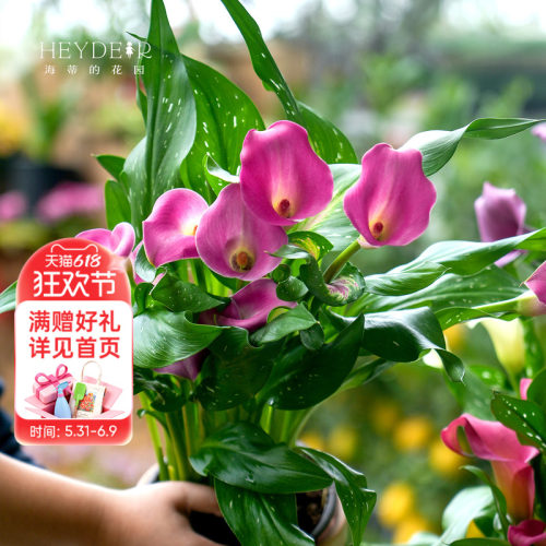 多年生庭院彩色马蹄莲海蒂的花园