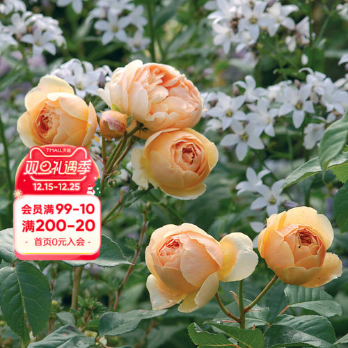 海蒂的花园盆栽苗灌木月季