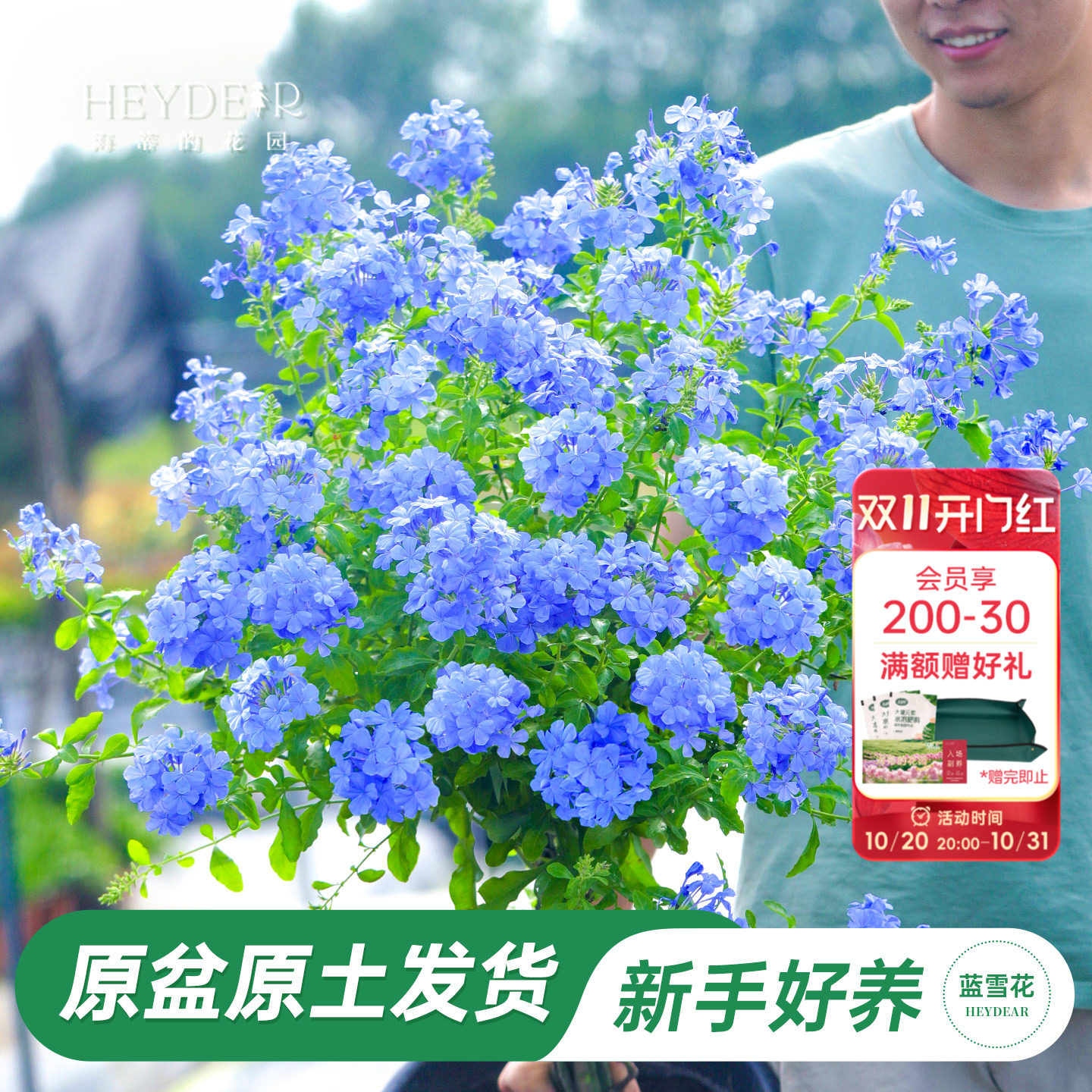 海蒂的花园旗舰店蓝雪花盆栽大苗棒棒糖阳台屋顶庭院易种花卉植物