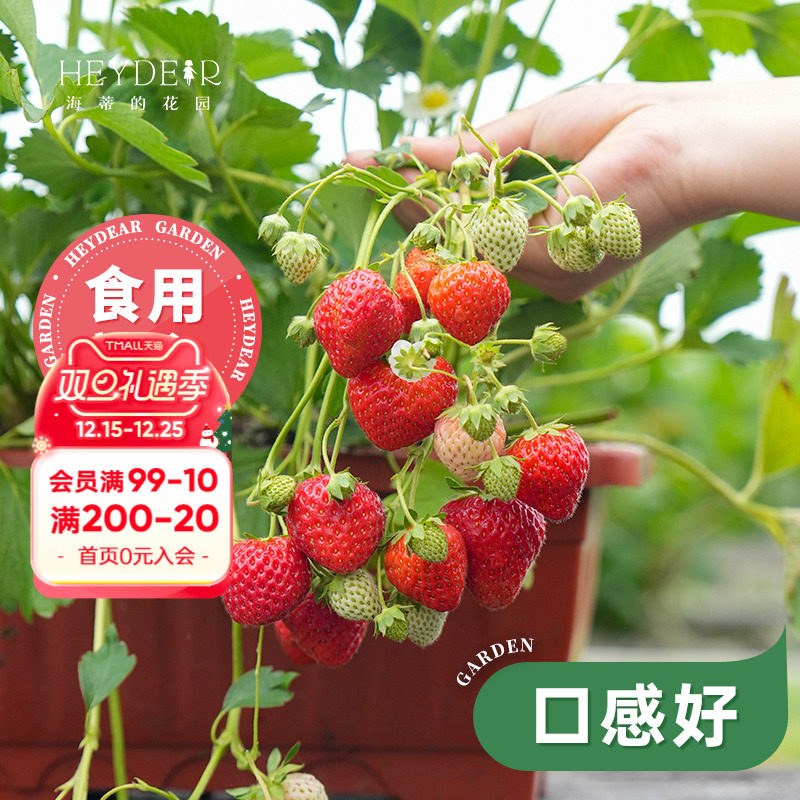 基地自产草莓苗安全可口
