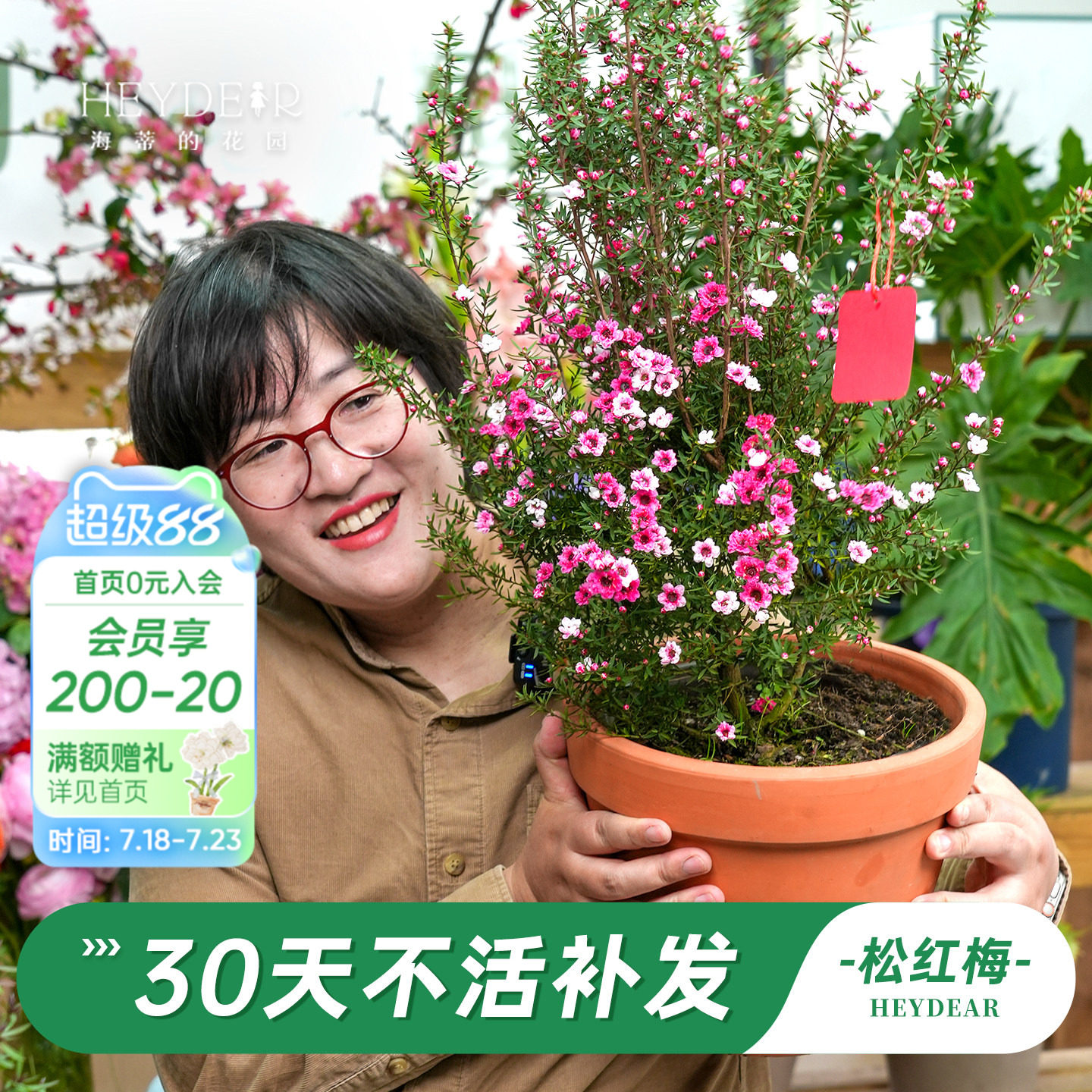 海蒂的花园旗舰店松红梅盆栽花卉苗耐寒冬季阳台庭院开花植物盆栽