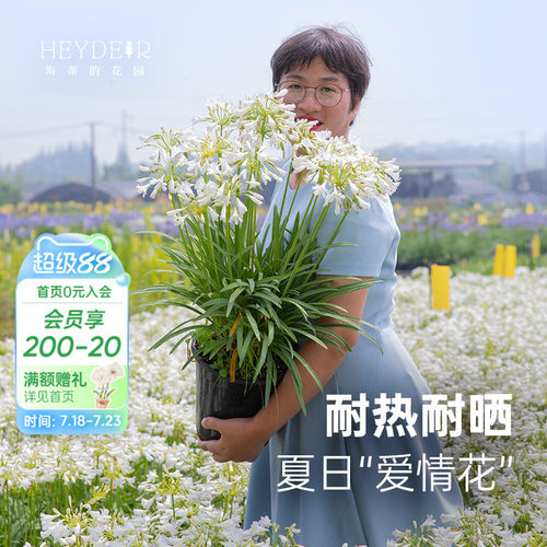 小众花园植物百子莲盆栽植物