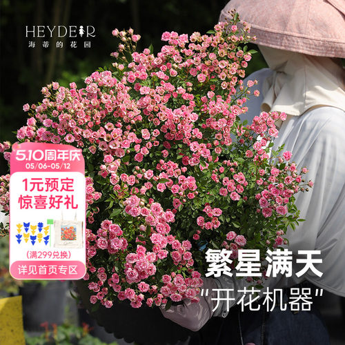 丰花灌木月季花量大花期长
