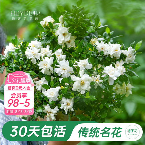 海蒂的花园官方旗舰店栀子花苗